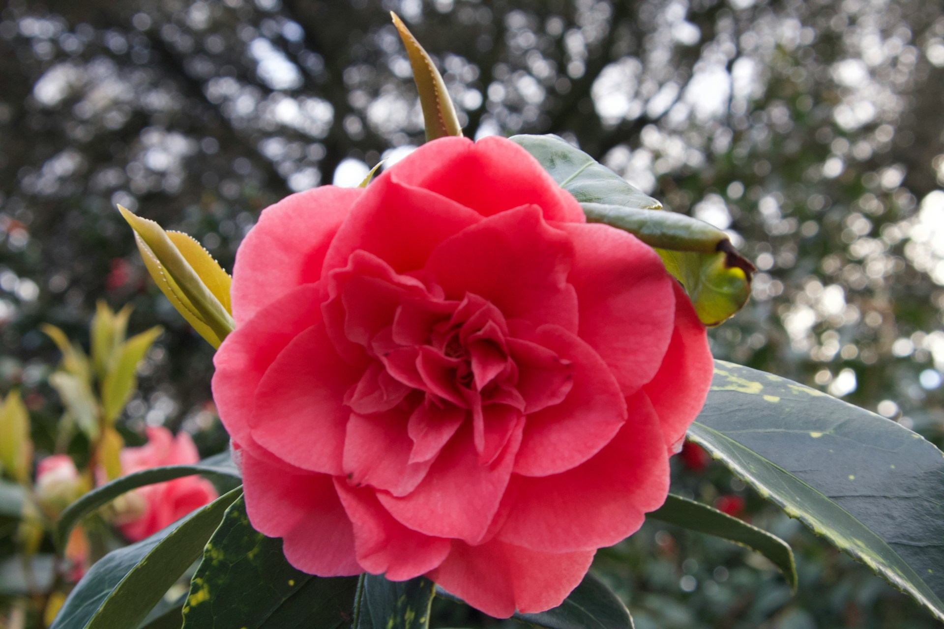 Complete Seasonal Program